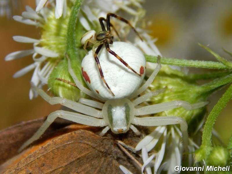 Misumena vatia: accoppiamento e predazione - Turbigo (MI)